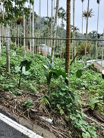 龍鬚菜(隼人瓜苗、梨瓜苗) 產品圖片（產品編號 663817）