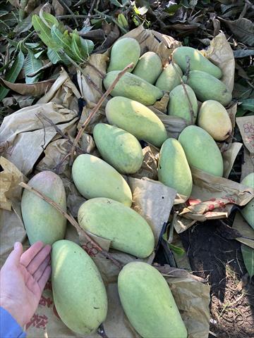 芒果 產品圖片（產品編號 664000）