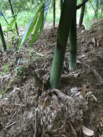 竹筍 產品圖片（圖片編號 902838）