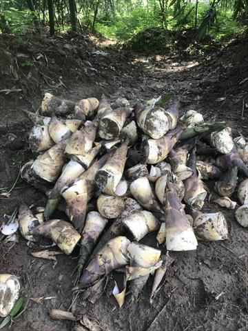 竹筍 產品圖片（產品編號 664256）