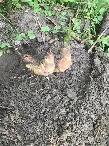 竹筍 產品圖片（圖片編號 902841）