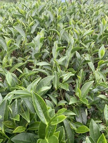 茶製品-茶 產品圖片（圖片編號 902961）