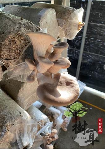 鮑魚菇 產品圖片（圖片編號 902994）