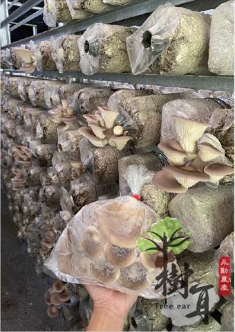 鮑魚菇 產品圖片（圖片編號 902995）