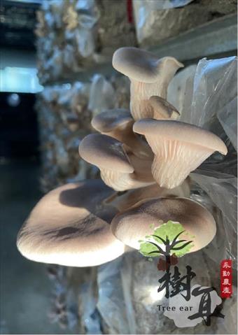 鮑魚菇 產品圖片（產品編號 664458）