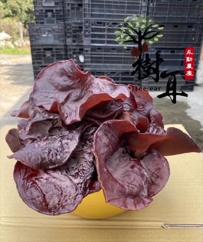 黑木耳(毛木耳) 產品圖片（圖片編號 902998）