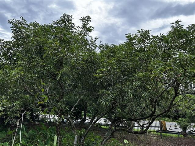 荔枝 產品圖片（圖片編號 903206）