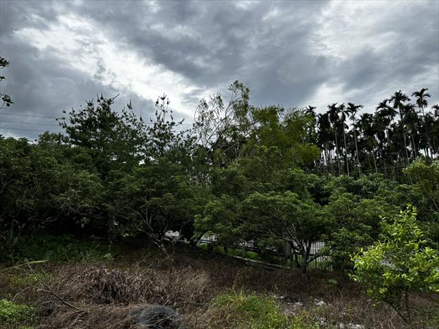 荔枝 產品圖片（圖片編號 903208）