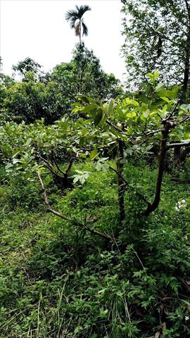 番石榴(芭樂) 產品圖片（產品編號 664574）
