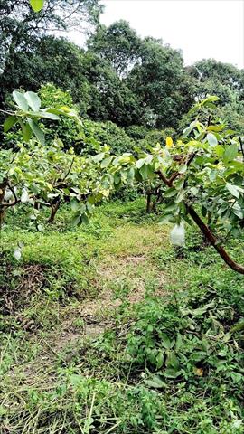 番石榴(芭樂) 產品圖片（圖片編號 903239）