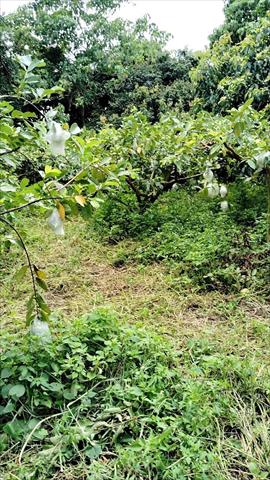 番石榴(芭樂) 產品圖片（圖片編號 903240）