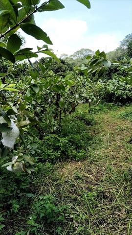 番石榴(芭樂) 產品圖片（圖片編號 903241）