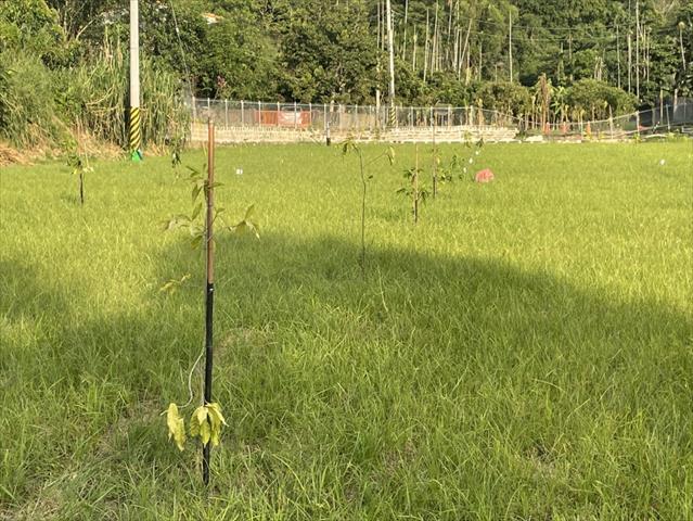 黃金果(黃晶果,加蜜蛋黃果,蜜蛋黃果) 產品圖片（圖片編號 903251）