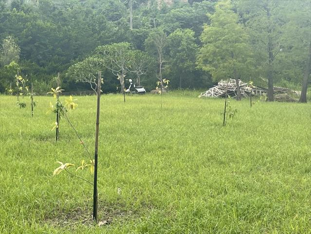 黃金果(黃晶果,加蜜蛋黃果,蜜蛋黃果) 產品圖片（圖片編號 903252）