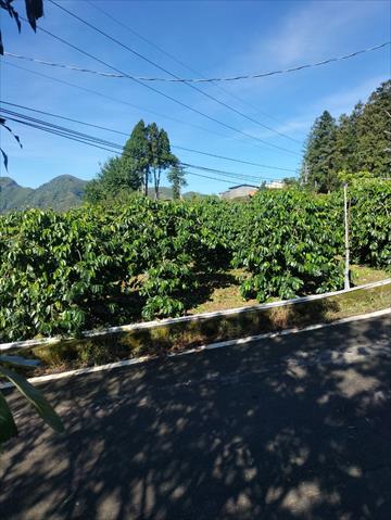 咖啡製品-咖啡 產品圖片（圖片編號 903309）