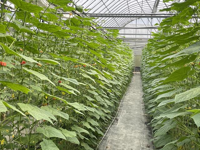 小黃瓜(花胡瓜) 產品圖片（圖片編號 903320）