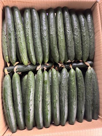 小黃瓜(花胡瓜) 產品圖片（圖片編號 903321）