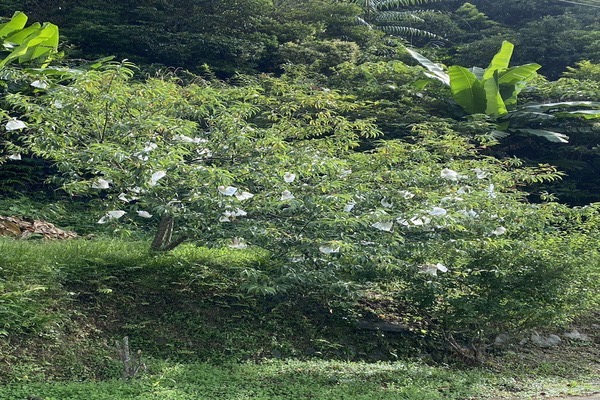 加州桃 產品圖片（圖片編號 903340）