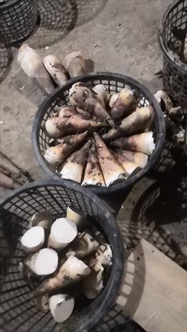 竹筍 產品圖片（產品編號 664687）