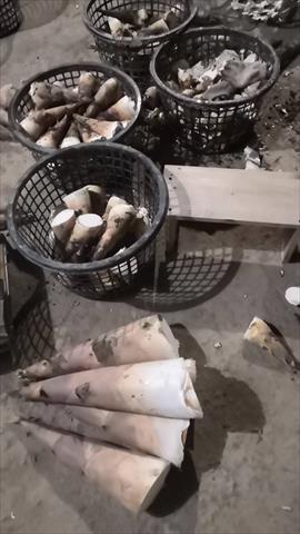 竹筍 產品圖片（圖片編號 903352）