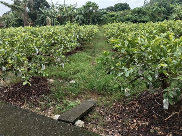 番石榴(芭樂) 產品圖片（圖片編號 903633）