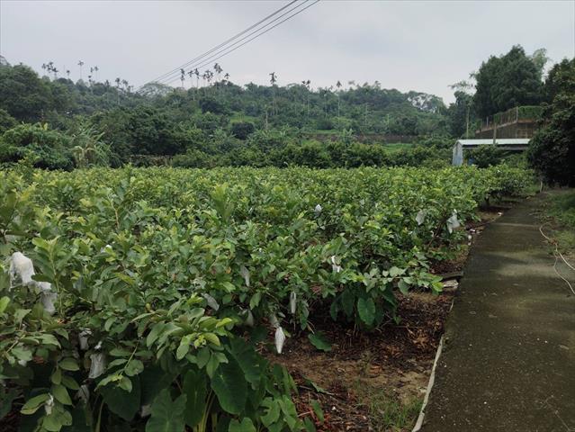 番石榴(芭樂) 產品圖片（圖片編號 903634）