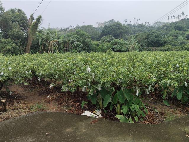 番石榴(芭樂) 產品圖片（產品編號 664796）