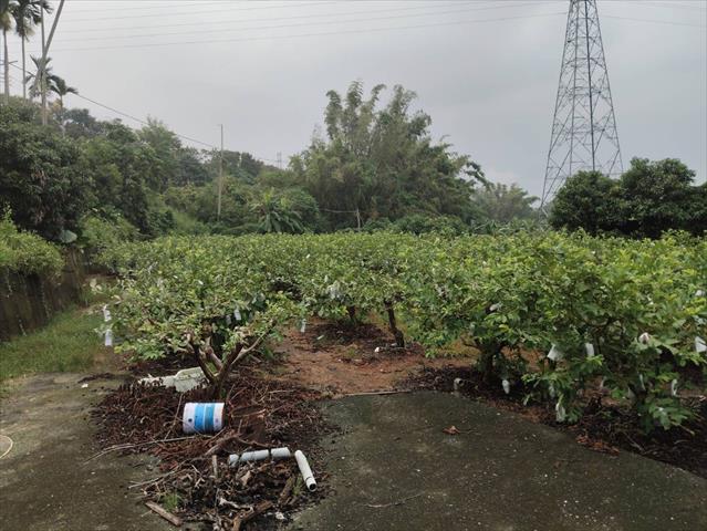 番石榴(芭樂) 產品圖片（圖片編號 903636）