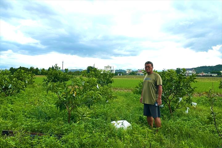 番石榴(芭樂) 產品圖片（產品編號 664807）