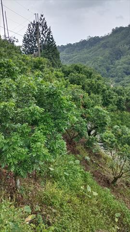 龍眼 產品圖片（圖片編號 904215）