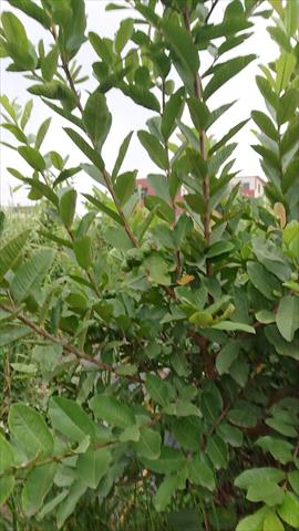 番石榴(芭樂) 產品圖片（圖片編號 904249）