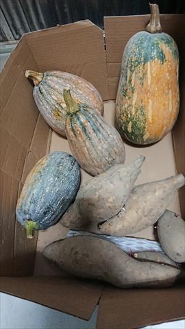 南瓜(金瓜) 產品圖片（圖片編號 904250）