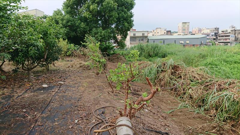 番石榴(芭樂) 產品圖片（圖片編號 904251）