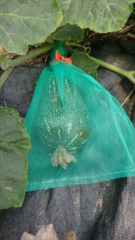 南瓜(金瓜) 產品圖片（圖片編號 904252）