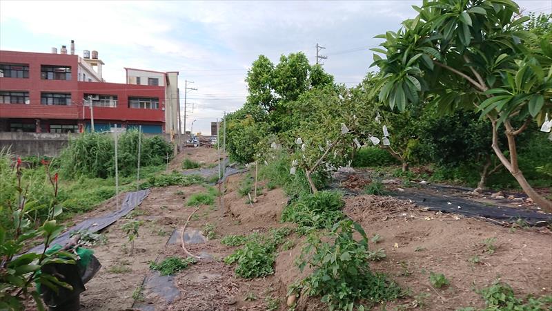 番石榴(芭樂) 產品圖片（產品編號 665077）