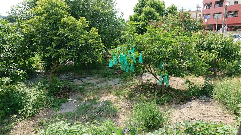 芒果 產品圖片（圖片編號 904255）