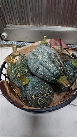 南瓜(金瓜) 產品圖片（產品編號 665074）