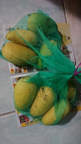 芒果 產品圖片（產品編號 665076）