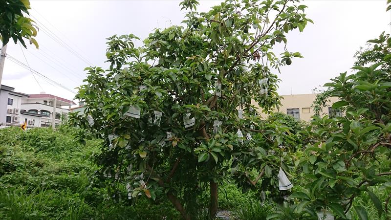 酪梨 產品圖片（圖片編號 904260）