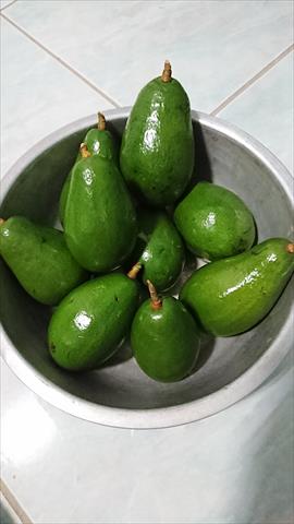 酪梨 產品圖片（圖片編號 904263）