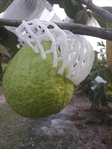 番石榴(芭樂) 產品圖片（產品編號 665298）
