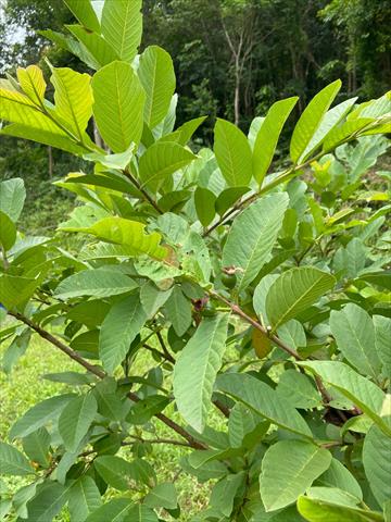 番石榴(芭樂) 產品圖片（產品編號 665324）