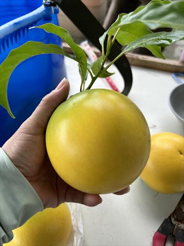 黃金果(黃晶果,加蜜蛋黃果,蜜蛋黃果) 產品圖片（圖片編號 905402）