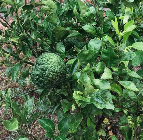 不知火 產品圖片（產品編號 566638）