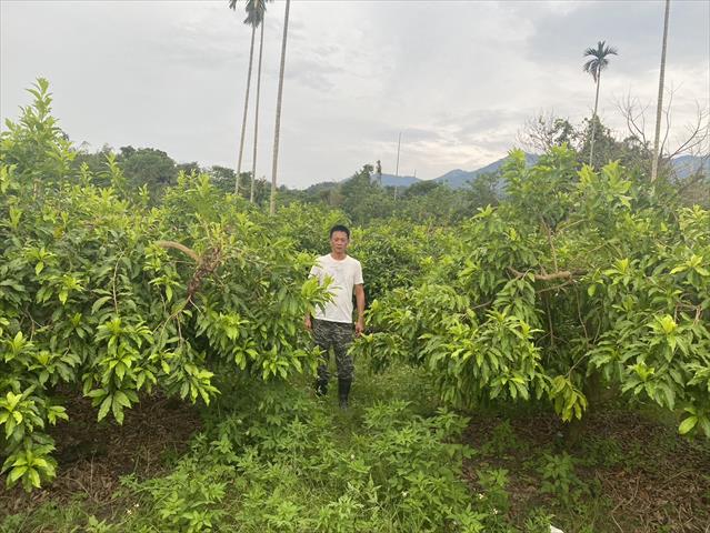 黃金果(黃晶果,加蜜蛋黃果,蜜蛋黃果) 產品圖片（圖片編號 905619）