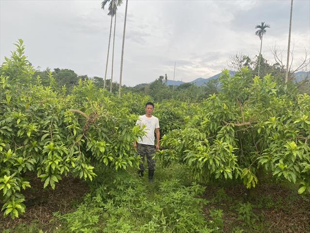 黃金果(黃晶果,加蜜蛋黃果,蜜蛋黃果) 產品圖片（圖片編號 905620）