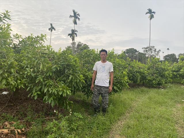 黃金果(黃晶果,加蜜蛋黃果,蜜蛋黃果) 產品圖片（圖片編號 905621）