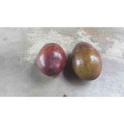 酪梨 產品圖片（圖片編號 905919）