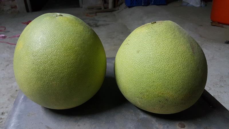 白柚 產品圖片（圖片編號 905937）