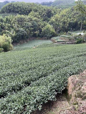茶製品-茶 產品圖片（產品編號 665932）